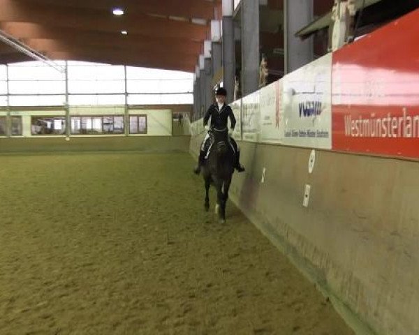 dressage horse Rubino Royal (Westphalian, 2001, from Rubin Royal OLD) dressage horse Rubino Royal (Westphalian, 2001, from Rubin Royal OLD)