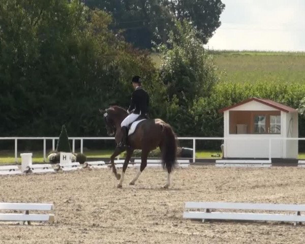 dressage horse Burlington K (Westphalian, 2005, from Belissimo NRW) dressage horse Burlington K (Westphalian, 2005, from Belissimo NRW)