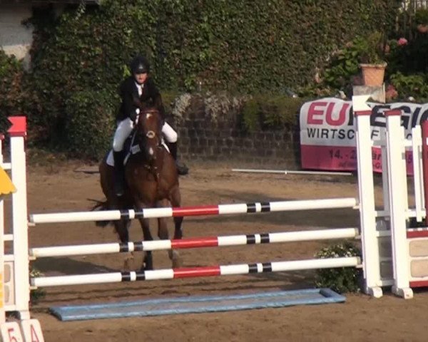 jumper Quincy 138 (Oldenburg, 2006, from Quidam)