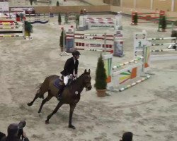 broodmare Queenie 17 (Oldenburg, 2006, from Quidam)