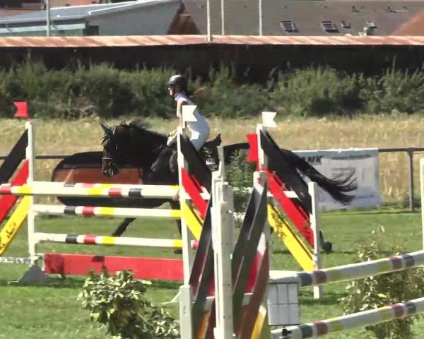 jumper Queenie 15 (Oldenburg, 2005, from Quidam)