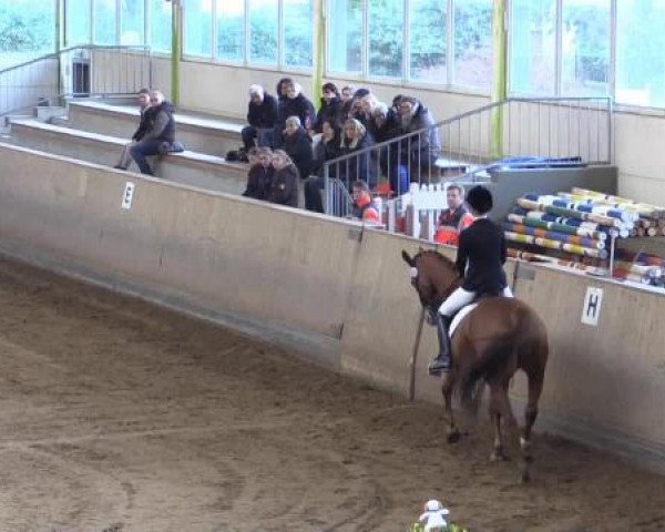 dressage horse Mad Max 64 (German Sport Horse, 2003, from Marocain xx)