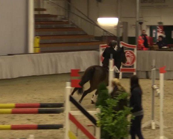 jumper Zarissa 5 (Hanoverian, 2003, from Zacharias)