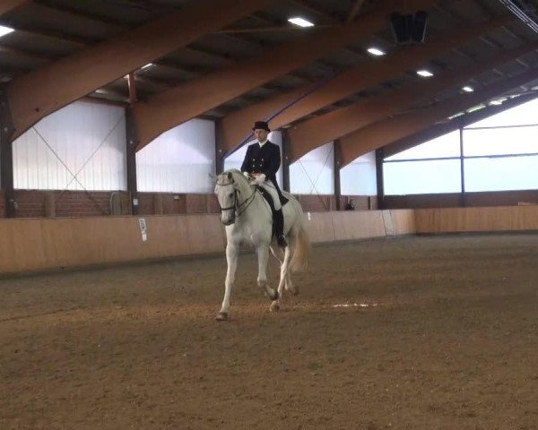 dressage horse First General (Westphalian, 1997, from Florestan I)