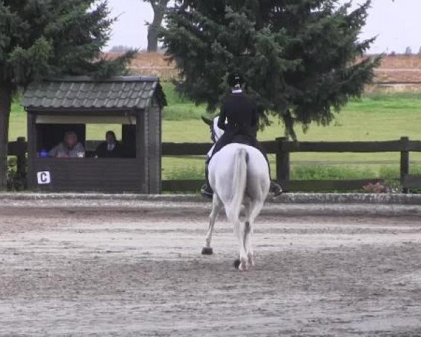 dressage horse Paarus (Brandenburg, 1999, from Prinz Romadour) dressage horse Paarus (Brandenburg, 1999, from Prinz Romadour)