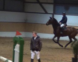 jumper Quadrigus (Bavarian, 2006, from Quadrigus M)