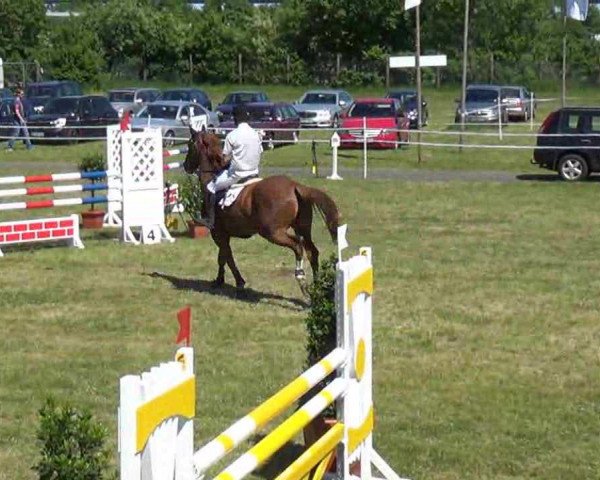 jumper Mühlenteich's Clear Cool Cash (Zangersheide riding horse, 2005, from Chardonnay Z)