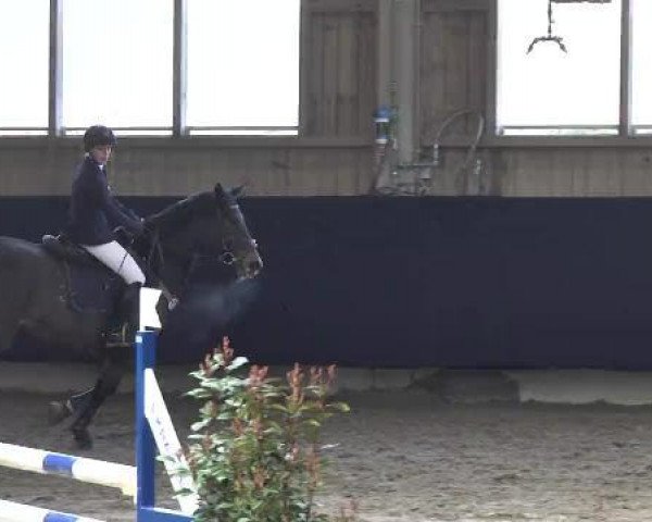 Zuchtstute Lissi II (Deutsches Sportpferd, 2004, von Levisto Z)