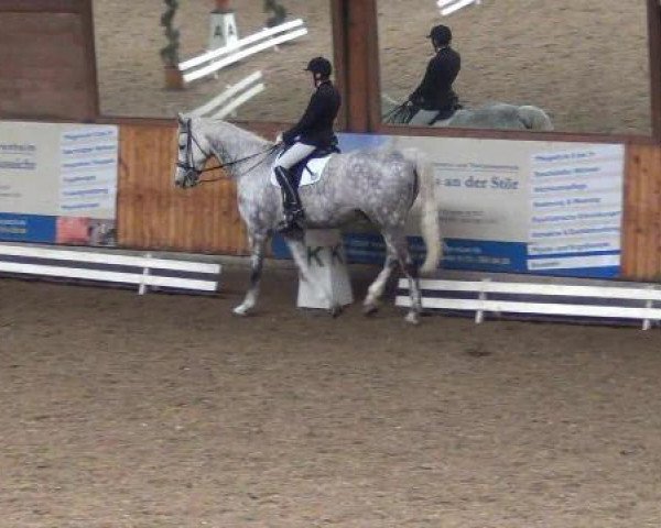 Dressurpferd Clondyke 2 (Holsteiner, 2006, von Cartani 4)