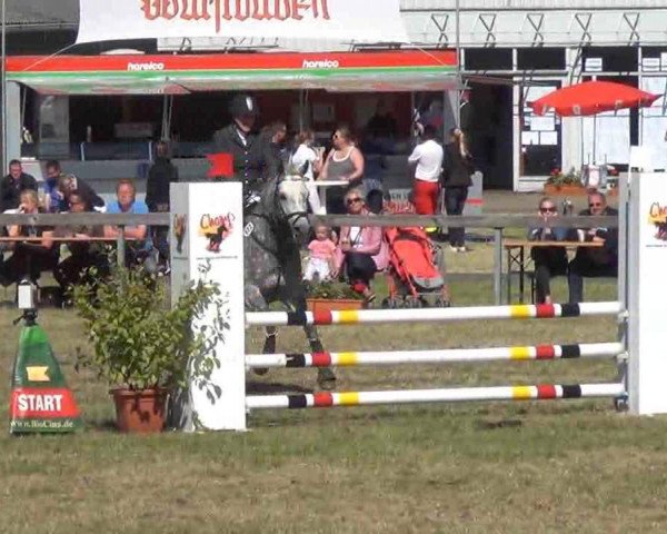 jumper Tamina 91 (Holsteiner, 2003, from Lancer II)