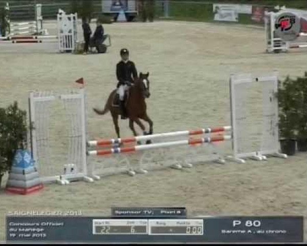 horse Arts-Darvinjo (German Riding Pony, 2006, from Der Harlekin B)
