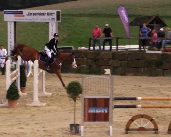 Springpferd Boston 36 (Deutsches Reitpony, 1998, von Beauty Boy)