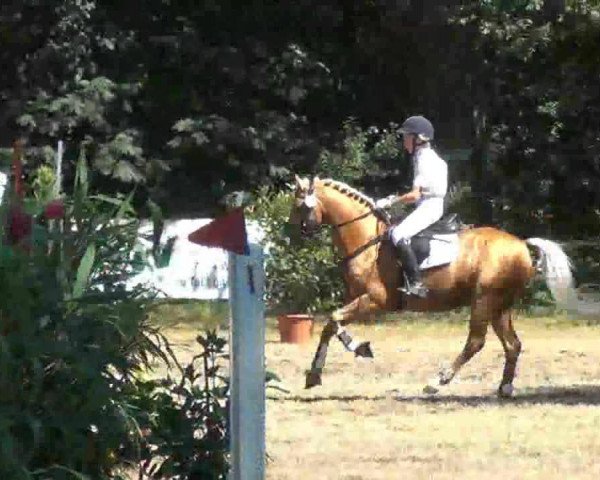 jumper Gottschalk (German Riding Pony, 2002, from Golden Dancer) jumper Gottschalk (German Riding Pony, 2002, from Golden Dancer)