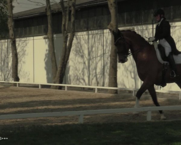 Reitturnier Hamminkeln - Reitsportzentrum Lichtenholz 2021