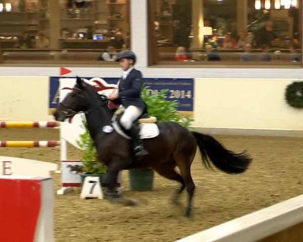 jumper Pott's Pelle WE (German Riding Pony, 2006, from FS Pour l'Amour)