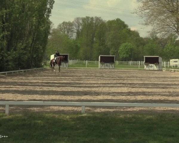 Reitturnier Hamminkeln - Reitsportzentrum Lichtenholz 2021