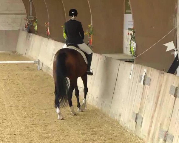 dressage horse Lantigo T (Westphalian, 1997, from Landstreicher)