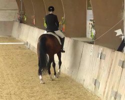 dressage horse Lantigo T (Westphalian, 1997, from Landstreicher)