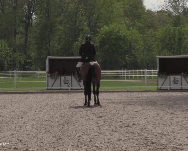 Reitturnier Hamminkeln - Reitsportzentrum Lichtenholz 2021