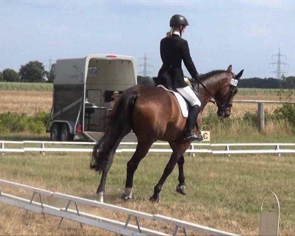 jumper Nausikaa 10 (Holsteiner, 1998, from Contender)