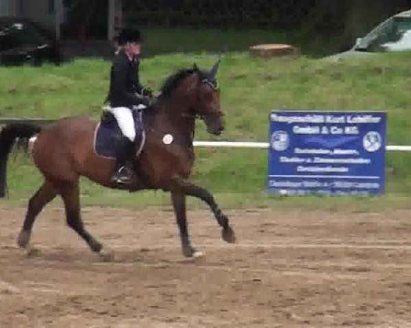 Zuchtstute Cordina (Westfale, 2002, von Cordobes I)