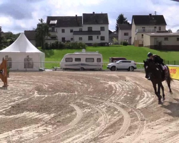 dressage horse Raffinesse 68 (Holsteiner, 2002, from Rheinsberg)