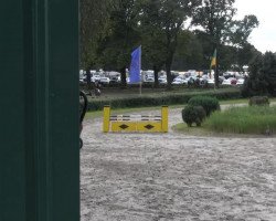 Springpferd Caruso 401 (Hessisches Warmblut, 2003, von Cabardino N)