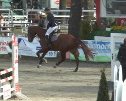 jumper Cesano T (Westphalian, 2010, from Camax L)