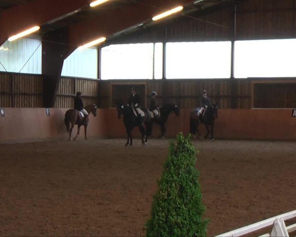 dressage horse Bolero 293 (Saxony-Anhaltiner, 2001, from Bavaria Luchs)