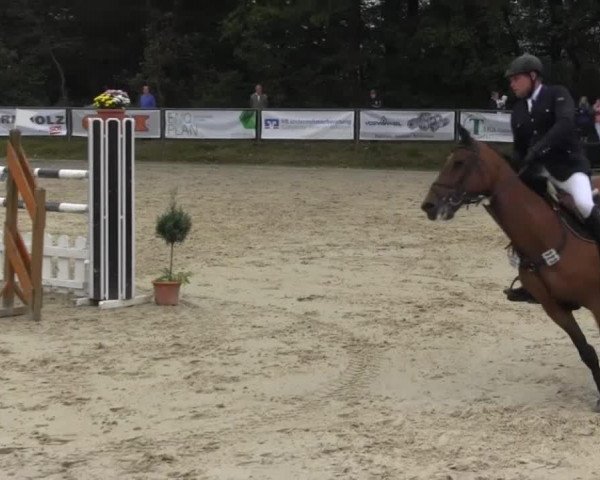 jumper Brabus (Westphalian, 2003, from Baloubet du Rouet) jumper Brabus (Westphalian, 2003, from Baloubet du Rouet)