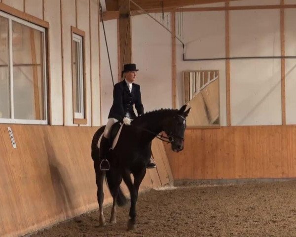 dressage horse Mona-Lisa II (Hanoverian, 2001, from Metternich)
