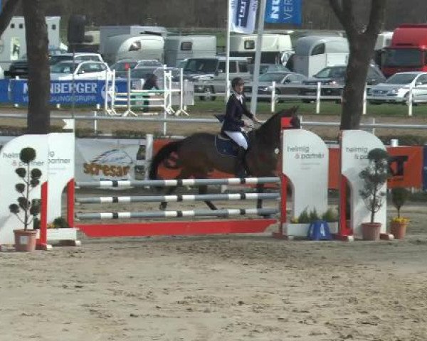 Springpferd Chester Rh (Westfale, 2010, von Canoso)