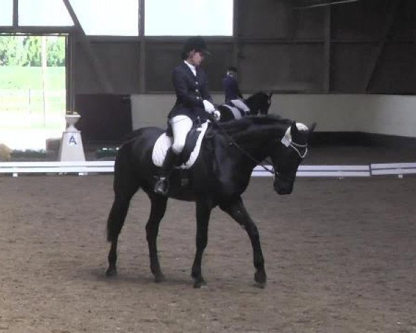 dressage horse Ibikon's Fabio (Rhinelander, 2001, from Fidermark)