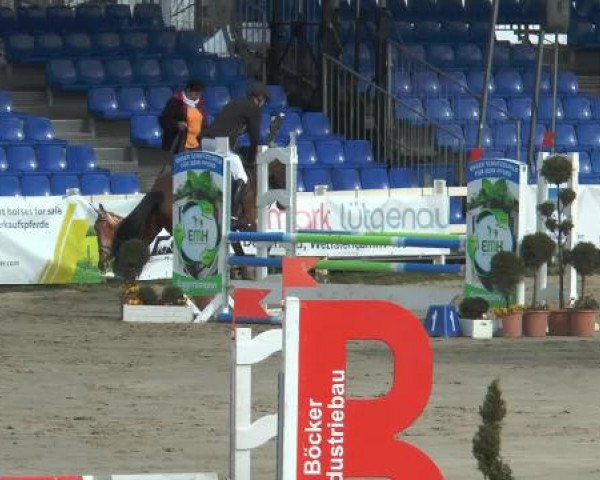 jumper Qúinn (Holsteiner, 2010, from Quirado)