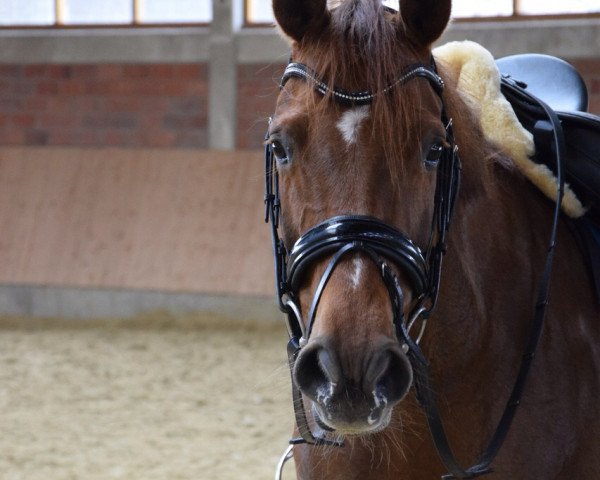 horse Freiheit (Westphalian, 2007, from Florentianer)