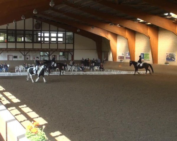 dressage horse Cassis 50 (Bavarian, 2005, from Charming 8) dressage horse Cassis 50 (Bavarian, 2005, from Charming 8)