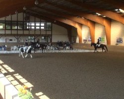 dressage horse Cassis (Bavarian, 2005, from Charming 8)