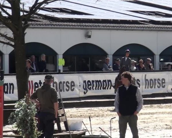 jumper Boston van de Cadzandhoeve (Belgian Warmblood, 2007, from Couterro U)