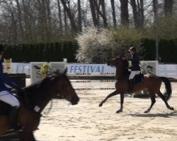 stallion Puaro (Latvian Warmblood, 2005, from Pedro)
