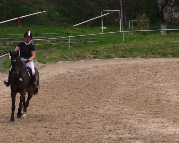 Reitturnier Lgl.-Oberhain, B95 2021