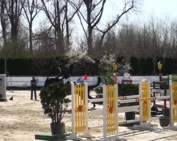 jumper Comtessa M (Westphalian, 2005, from Catoki)