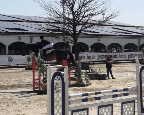 jumper Elm Rose (Swedish Warmblood, 2008, from Elmshorn)
