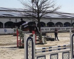 jumper Elm Rose (Swedish Warmblood, 2008, from Elmshorn)