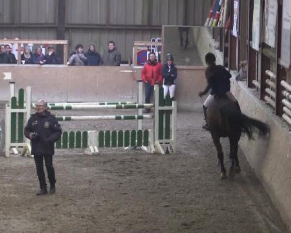 broodmare Cosima 136 (Holsteiner, 1998, from Chagallo)
