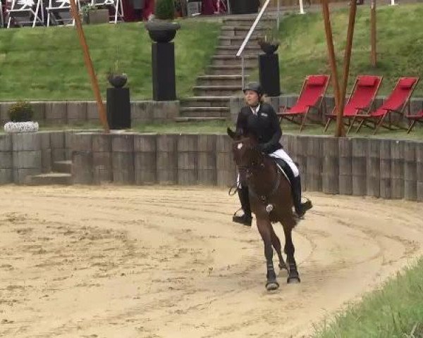 jumper Casey 20 (Holsteiner, 2004, from Conello)