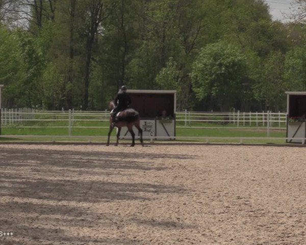 Reitturnier Hamminkeln - Reitsportzentrum Lichtenholz 2021