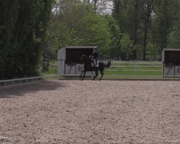 Reitturnier Hamminkeln - Reitsportzentrum Lichtenholz 2021