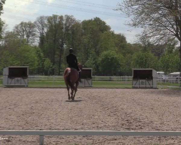 Reitturnier Hamminkeln - Reitsportzentrum Lichtenholz 2021