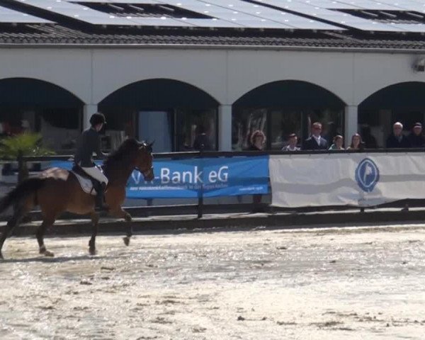 jumper Toto 22 (Swedish Warmblood, 2008, from VDL Cardento 933)