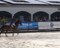 Springpferd Toto 22 (Schwedisches Warmblut, 2008, von VDL Cardento 933)